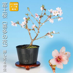 �~�� �x�m�� �쑽�̉� �T�N�� ������ �� �t�W�U�N�� �}���U�N�� sakura ���~�� �~�j�~�� ���i�~�� �~�͑f�� �~�͕c �c�� �Ԗ� �|�b�g�c �s���N�� �Ԍ�