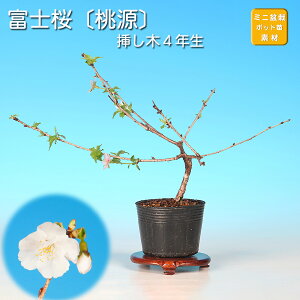 �~�� �x�m�� ���� �T�N�� ������ �� �t�W�U�N�� �}���U�N�� sakura ���~�� �~�j�~�� ���i�~�� �~�͑f�� �~�͕c �c�� �Ԗ� �|�b�g�c �s���N�� �Ԍ�