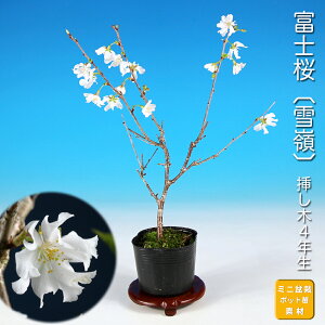 �~�� �x�m�� ��� �T�N�� ������ �� �t�W�U�N�� �}���U�N�� sakura ���~�� �~�j�~�� ���i�~�� �~�͑f�� �~�͕c �c�� �Ԗ� �|�b�g�c �s���N�� �Ԍ�