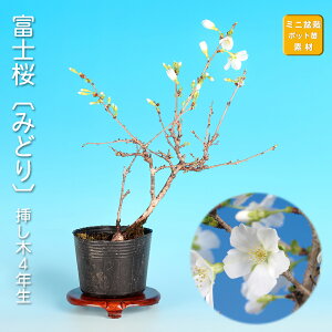 富士桜 盆栽」の人気商品一覧・価格比較 - 価格.com
