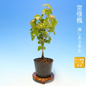 盆栽 楓 ミニ盆栽」の人気商品一覧 | 安い商品を通販サイトから探す 