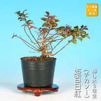 楽天市場】サルスベリ 盆栽の通販