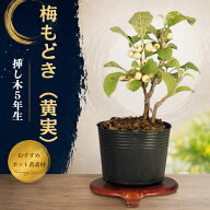 盆栽 梅もどき (黄実) 挿し木5年生 7.5cmポット 実物盆栽 うめもどき ウメモドキ 苗木 ミニ盆栽 小品盆栽…