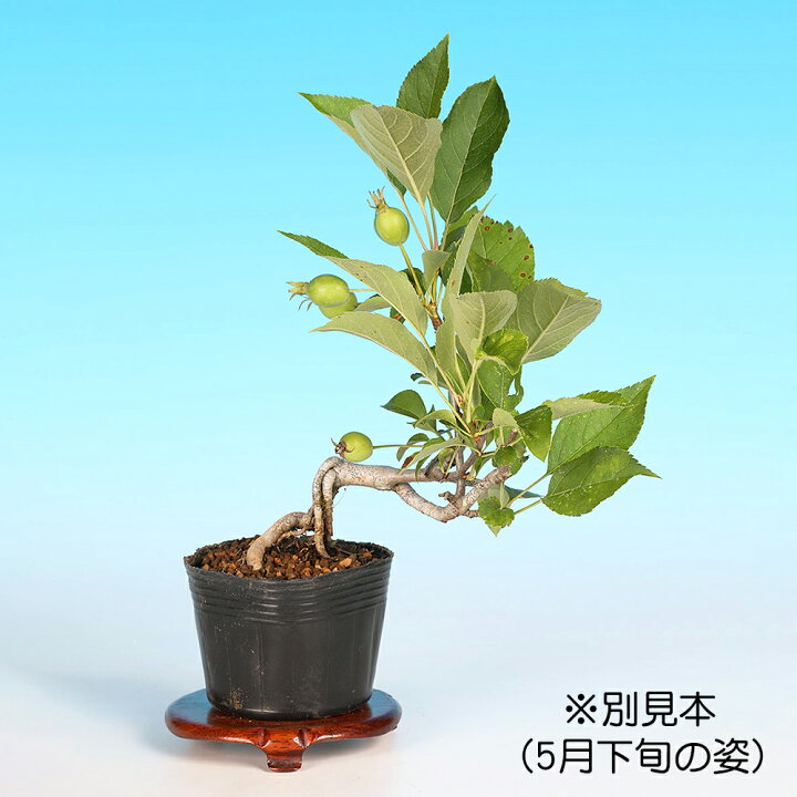 楽天市場】盆栽 姫りんご 林檎 りんご リンゴ ヒメリンゴ 小品盆栽 