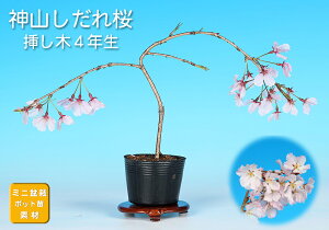 �~�j�~�� �u�_�R��������v �T�N�� ������ sakura ���~�� �~�͑f�� �~�͕c �|�b�g�c �s���N�� �Ԍ� ����ł��Ԍ����y������