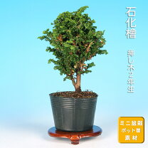 楽天市場】石化ひのきの通販