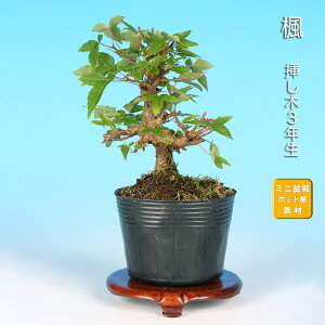 盆栽 楓 ミニ盆栽」の人気商品一覧 | 安い商品を通販サイトから探す 