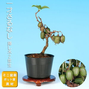 ~ ˂Ȃ TiV  }^^r i~ ~j~  ~͑f c