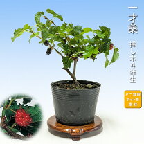 楽天市場】桑の木の通販