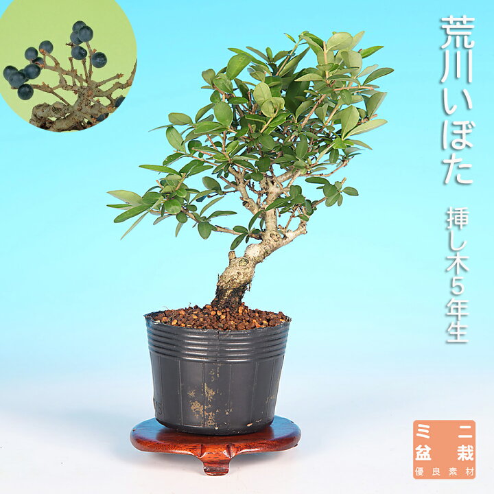 楽天市場】盆栽 荒皮いぼた イボタ 水蝋 小品盆栽 ミニ盆栽 盆栽素材 