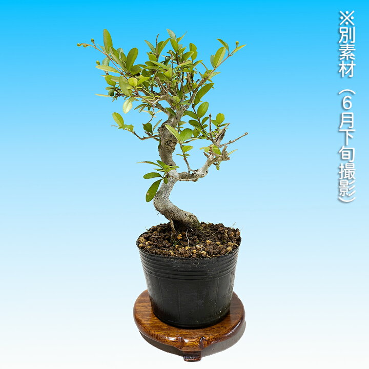楽天市場】盆栽 荒皮いぼた イボタ 水蝋 小品盆栽 ミニ盆栽 盆栽素材 
