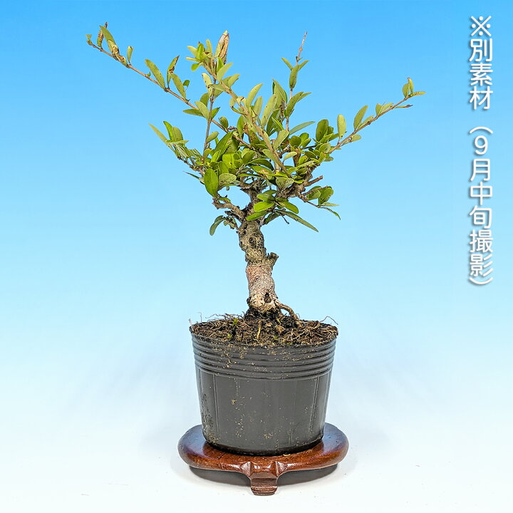 楽天市場】盆栽 荒皮いぼた イボタ 水蝋 小品盆栽 ミニ盆栽 盆栽素材 