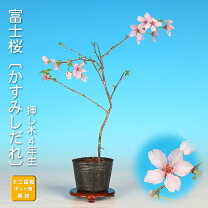 Hemenbebai しだれ桜盆栽 ミニ盆栽 しだれ桜の通販