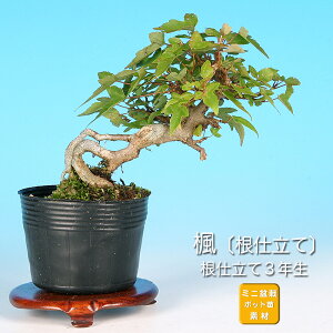 植木 盆栽 カエデ 小品盆栽」の人気商品一覧 | 安い商品を通販サイト 