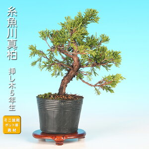 �~�� ������^�� �}����5�N�� �V���p�N ��Ζ~�� ���i�~�� �~�j�~�� �W�� �V���� �l�C���� ���S�� ��Ă₷�� �a�� �C���e���A �M�t�g �v���[���g ��Ă�y���݂̂���ꔫ