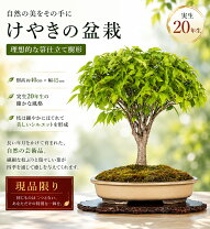 楽天市場】ケヤキ 盆栽（盆栽｜花・観葉植物）：花・ガーデン・DIYの通販
