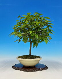 盆栽 小品盆栽 「けやき」 ケヤキ 欅 葉物 箒立ち樹形 鉢植え 父の日 プレゼント