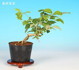 盆栽 ミニ盆栽 「黄花うぐいすかぐら」 ウグイスカグラ 鶯神楽 小品 実物 赤実 苗木 ポット苗 スイカズラ