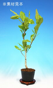 ~ ~j~ uPԂv ԕ t ~͑f ~͕c |bgc