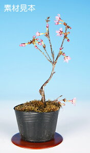 ~j~ ui߁jv TN  sakura ~ ~͑f ~͕c |bgc sN Ԍ łԌy