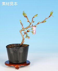 ミニ盆栽 「桜（八重の輝）」 サクラ さくら sakura 桜盆栽 盆栽素材 盆栽苗 ポット苗 ピンク花 花見 自宅でお花見を楽しもう
