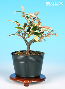 ~ ~j~ u݁v bonsai i~ ~j~
