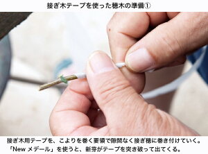 楽天市場 接ぎ木テープ New メデール Bonsai 彩都 楽天市場店