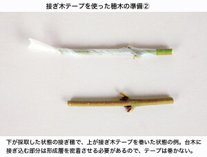 楽天市場 接ぎ木テープ New メデール Bonsai 彩都 楽天市場店