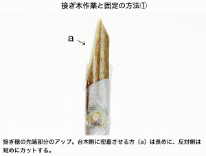 楽天市場 接ぎ木テープ New メデール Bonsai 彩都 楽天市場店