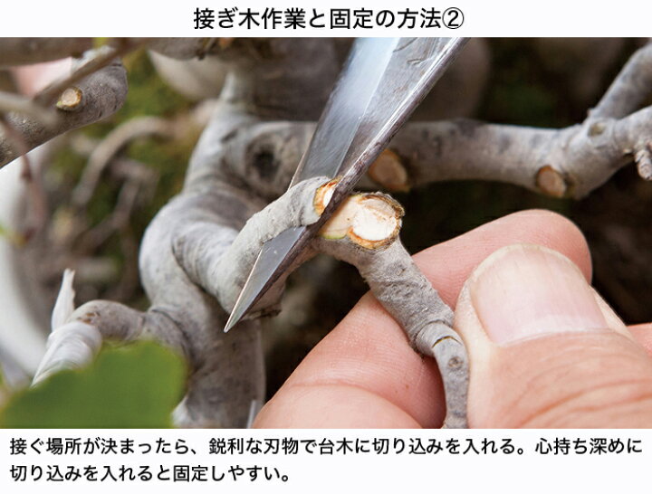 楽天市場 園芸用接ぎ木テープ ワイド Bonsai 彩都 楽天市場店