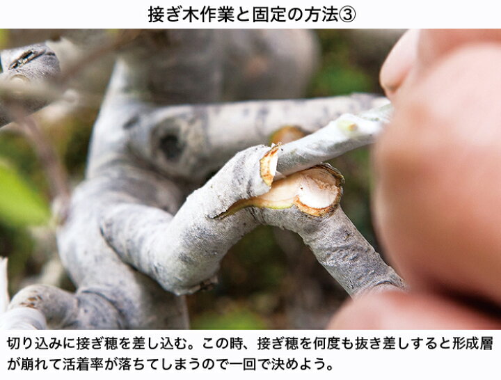 楽天市場 園芸用接ぎ木テープ ワイド Bonsai 彩都 楽天市場店