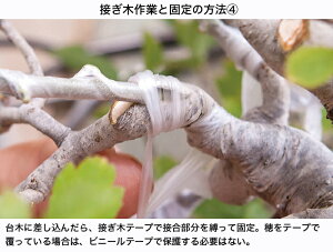 楽天市場 接ぎ木テープ New メデール Bonsai 彩都 楽天市場店