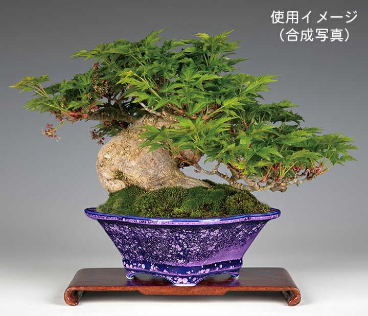 楽天市場】盆栽鉢 植木鉢 「平安泉山紫結晶木瓜式鉢 小」 山草鉢 