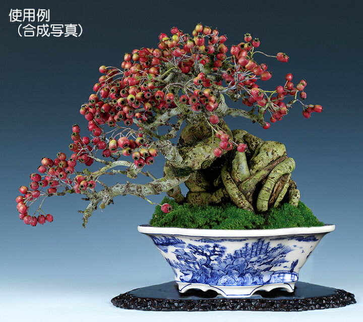 楽天市場】盆栽鉢 植木鉢 「平安泉山染付山水図木瓜式鉢 大」 絵付 絵 