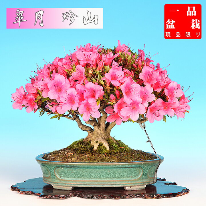楽天市場】盆栽 皐月（珍山） さつき サツキ 雑木盆栽 花物盆栽 小品  