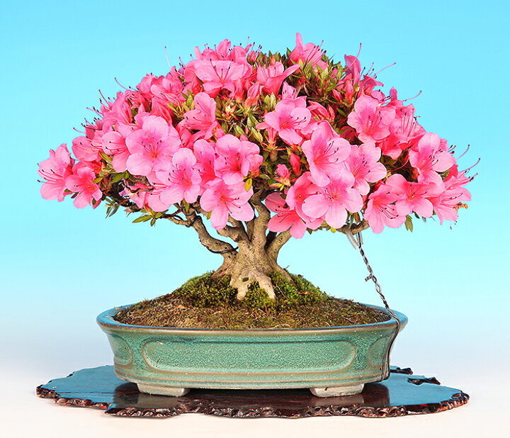 盆栽 『サツキ(珍山)』 花 園芸 インテリア 観葉植物 ガーデニング 