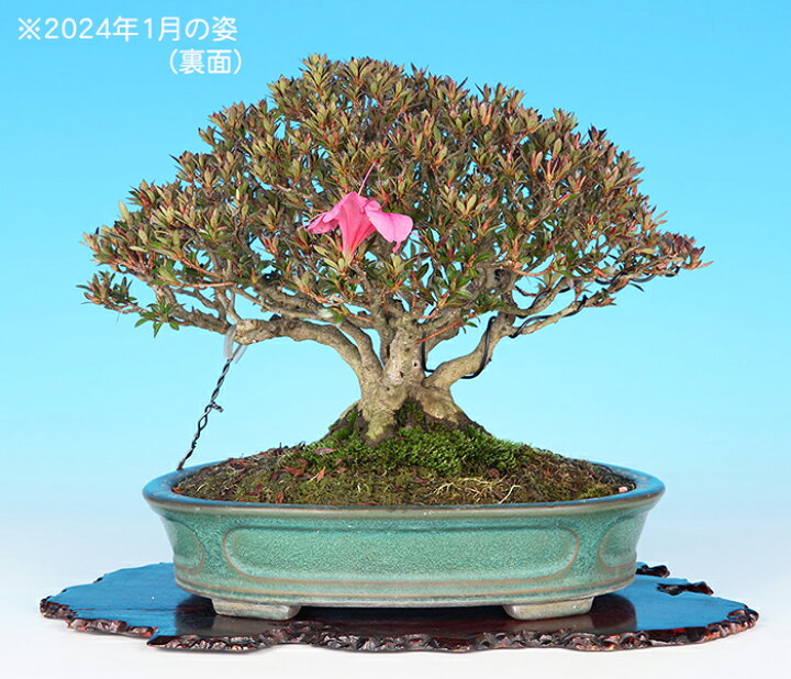 楽天市場】盆栽 皐月（珍山） さつき サツキ 雑木盆栽 花物盆栽 小品 