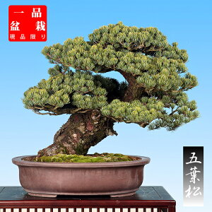 ~ ܗt SE}c ڌܗt ⏼ ͗l ~ i~ i _