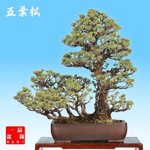 ~ ܗt SE}c   70cm ~ ^~ i