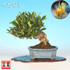 ~ Ȃ N`iV 18cm i~ ԕ~ ~ i