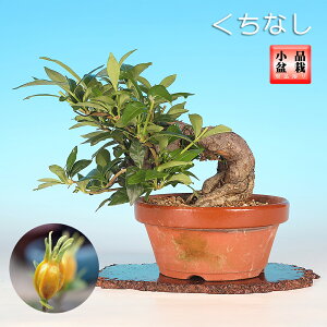 ~ Ȃ N`iV 17cm i~ ԕ~ ~ R i