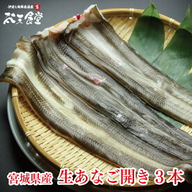 送料無料　脂のり抜群！宮城県産「 生あなご 」3本！プロが捌いてお届け！ 白焼き 、 アナゴ丼 に！ 市場直送