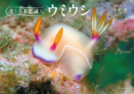 楽天市場 かわいいウミウシの通販