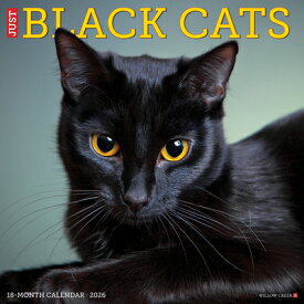 Black Cats 2026 Wall Calendar BLACK CATS 2026 12 X 12 WALL C [ Willow Creek Press ]