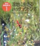 湿地に生きるハッチョウトンボ