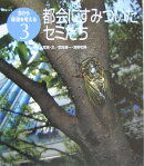 都会にすみついたセミたち