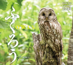 ӂ낤J_[i2023j imJ_[nj