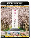 さくら　春を彩る　華やかな桜のある風景　（4K　ULTRA　HD）