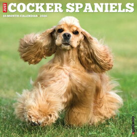 Cocker Spaniels 2026 Wall Calendar COCKER SPANIELS 2026 WALL CAL [ Willow Creek Press ]