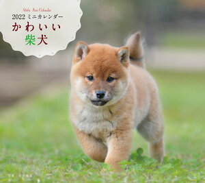 2022N J_[ 킢Č iVЃJ_[j [  rF ]